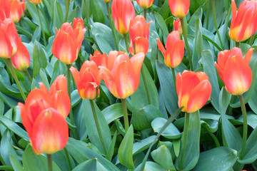Obraz premium Beautiful colorful tulips and daffodils fields in Netherlands