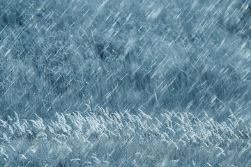 background with beautiful autumn grass