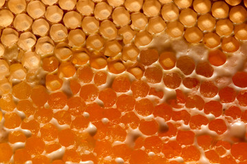 Macro photo eco friendly honey in wax comb. Creative food layout. Flat lay