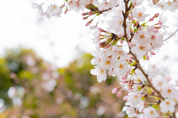 東京千鳥ヶ淵の桜