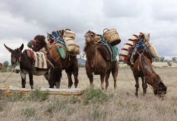 Load-carrying brown camels. 