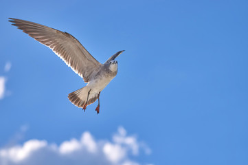 Albatross spreading his wings flies against the blue sky, place under the text