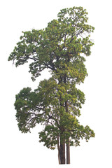 Tree isolated on white background