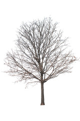Dead tree isolated on white background