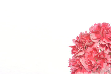 carnation on white background 