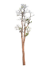 Obraz premium Dead tree isolated on white background