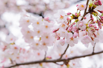 東京千鳥ヶ淵の桜