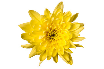 large yellow chrysanthemum on a white background close-up