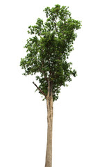 Tree isolated on white background