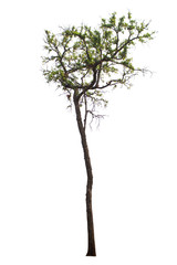 Fototapeta premium Tree isolated on white background