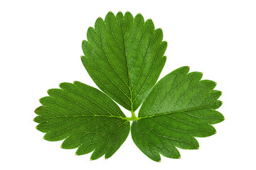 Strawberry closeup leaf on white