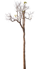 Dead tree isolated on white background