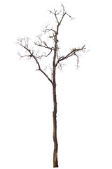Dead tree isolated on white background
