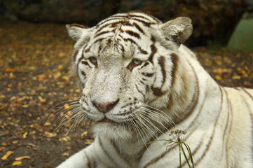 white tiger resting
