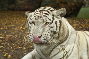 white tiger resting