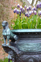 Old metallic flower pot with grape hyacinths (bluebells)