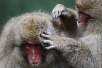 japanische Schneeaffen im Onsen