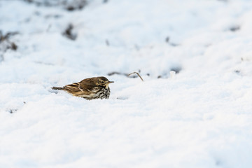 タヒバリ(Water Pipit)
