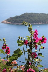 Bright red flower on a blurred Mediterranean background.