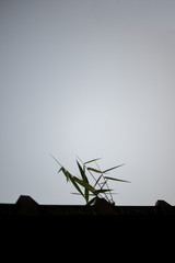 Grass that rises on the roof