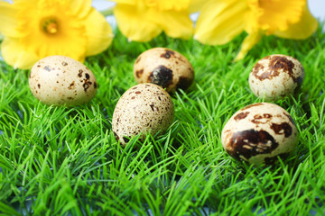 Quail eggs on grass with yellow narcissus.