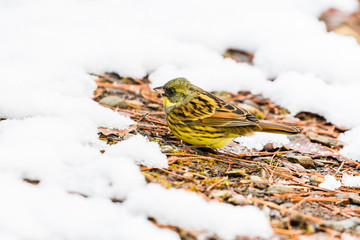 アオジ(Black-faced bunting)