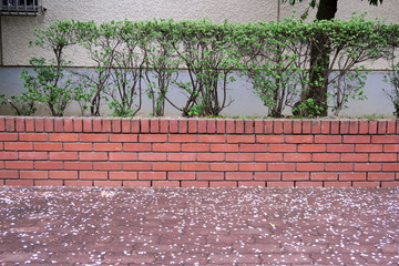 桜の花びら散る歩道と煉瓦塀と植え込み
