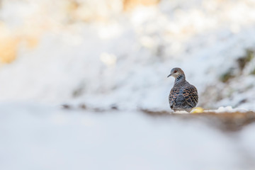 キジバト(Oriental turtle dove)