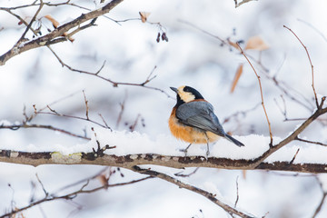 Obraz premium ヤマガラ(Varied tit)