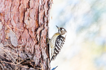 コゲラ(Japanese Pygmy Woodpecker)