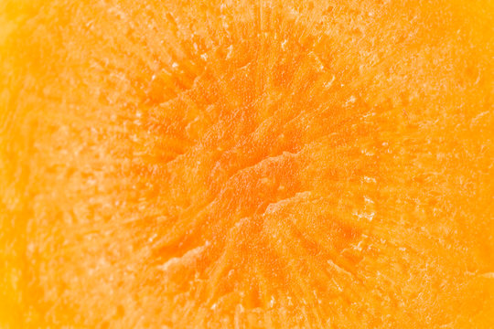 Macro closeup of one slice of fresh orange carrot isolated