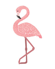 Cute Pink flamingo isolated on white background.