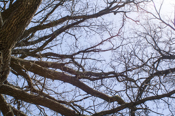 Tree against the sky. Clouds float across the sky. Cold sky