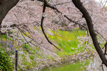 Fototapeta premium 東京千鳥ヶ淵の桜