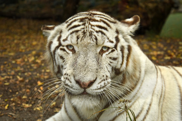 Fototapeta na wymiar white tiger resting