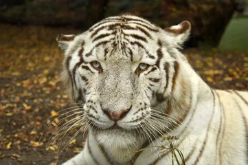 Tuinposter white tiger resting © BENEJAM