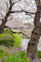 東京千鳥ヶ淵の桜