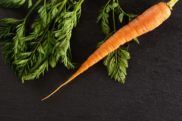 One whole fresh orange carrot with greens flatlay on grey stone