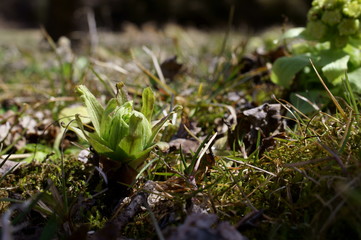 butterbur to bud