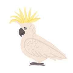 Parrot cockatoo. Australian bird cartoon illustration. Vector image.