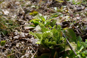 butterbur to bud