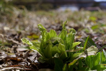 butterbur to bud
