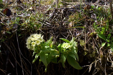 butterbur to bud