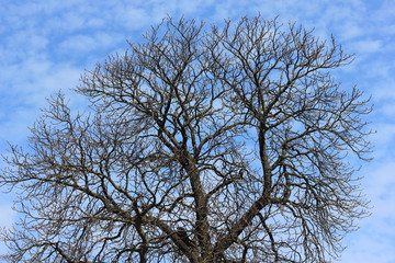 Spreading crown of a tree against the background of spring blue sky