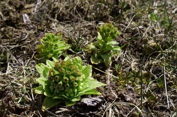 butterbur to bud