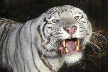 roaring white tiger