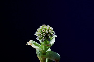butterbur to bud