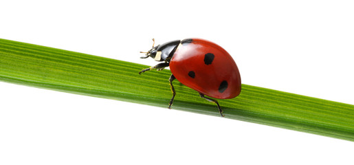 Ladybug on grass