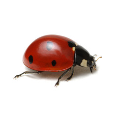 Ladybug isolated on white