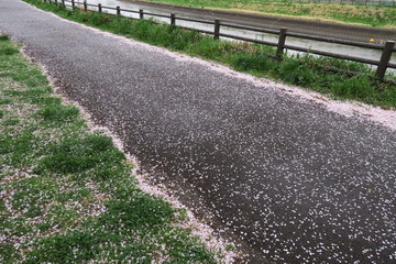 桜の花びら散る舗道風景